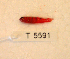  (Trimmatom eviotops - KUT 5591)  @11 [ ] Unspecified (default): All Rights Reserved  University of Kansas Biodiversity Institute (KUBI) Unspecified
