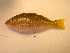  ( - KUT 5650)  @13 [ ] Unspecified (default): All Rights Reserved  University of Kansas Biodiversity Institute (KUBI) Unspecified