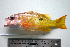  ( - KUT 6764)  @13 [ ] Unspecified (default): All Rights Reserved  University of Kansas Biodiversity Institute (KUBI) Unspecified