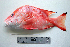  (Lutjanus sebae - KUT 6792)  @14 [ ] Unspecified (default): All Rights Reserved  University of Kansas Biodiversity Institute (KUBI) Unspecified