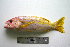  (Lutjanus madras - KUT 6818)  @15 [ ] Unspecified (default): All Rights Reserved  University of Kansas Biodiversity Institute (KUBI) Unspecified