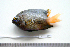  ( - KUT 6904)  @14 [ ] Unspecified (default): All Rights Reserved  University of Kansas Biodiversity Institute (KUBI) Unspecified
