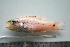  (Pristiapogon fraenatus - KUT 6963)  @14 [ ] Unspecified (default): All Rights Reserved  University of Kansas Biodiversity Institute (KUBI) Unspecified