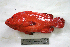  (Cephalopholis sonnerati - KUT 6971)  @15 [ ] Unspecified (default): All Rights Reserved  University of Kansas Biodiversity Institute (KUBI) Unspecified