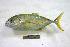  ( - KUT 6973)  @13 [ ] Unspecified (default): All Rights Reserved  University of Kansas Biodiversity Institute (KUBI) Unspecified