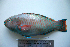  (Scarus quoyi - KUT 6989)  @15 [ ] Unspecified (default): All Rights Reserved  University of Kansas Biodiversity Institute (KUBI) Unspecified