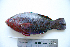  (Scarus niger - KUT 6996)  @15 [ ] Unspecified (default): All Rights Reserved  University of Kansas Biodiversity Institute (KUBI) Unspecified