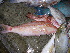  ( - KUT 7076)  @12 [ ] Unspecified (default): All Rights Reserved  University of Kansas Biodiversity Institute (KUBI) Unspecified