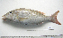  ( - KUT 7079)  @13 [ ] Unspecified (default): All Rights Reserved  University of Kansas Biodiversity Institute (KUBI) Unspecified