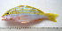  (Lutjanus bengalensis - KUT 7215)  @14 [ ] Unspecified (default): All Rights Reserved  University of Kansas Biodiversity Institute (KUBI) Unspecified