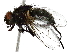  ( - BIOUG91345-A04)  @11 [ ] CreativeCommons - Attribution (2022) CBG Photography Group Centre for Biodiversity Genomics