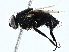  ( - BIOUG99518-A07)  @11 [ ] CreativeCommons - Attribution (2023) CBG Photography Group Centre for Biodiversity Genomics