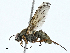  ( - BIOUG99518-A08)  @11 [ ] CreativeCommons - Attribution (2023) CBG Photography Group Centre for Biodiversity Genomics