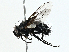  ( - BIOUG99518-C02)  @11 [ ] CreativeCommons - Attribution (2023) CBG Photography Group Centre for Biodiversity Genomics