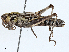  ( - BIOUG99520-A04)  @11 [ ] CreativeCommons - Attribution (2023) CBG Photography Group Centre for Biodiversity Genomics