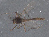  ( - Kuna-CH115)  @11 [ ] CreativeCommons - Attribution (2017) Torbjorn Ekrem Centre for Biodiversity Genomics