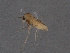  ( - Kuna-CH145)  @12 [ ] CreativeCommons - Attribution (2017) Torbjorn Ekrem Centre for Biodiversity Genomics