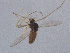  ( - Kuna-CH20)  @13 [ ] CreativeCommons - Attribution (2017) Torbjorn Ekrem Centre for Biodiversity Genomics