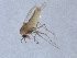  (Pseudosmittia nishiharaensis - Kuna-CH30)  @13 [ ] CreativeCommons - Attribution (2017) Torbjorn Ekrem Centre for Biodiversity Genomics