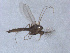  (Neozavrelia oyabeparvulus - Kuna-CH31)  @11 [ ] CreativeCommons - Attribution (2017) Torbjorn Ekrem Centre for Biodiversity Genomics