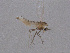  ( - Kuna-CH64)  @13 [ ] CreativeCommons - Attribution (2017) Torbjorn Ekrem Centre for Biodiversity Genomics