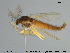  (Polypedilum tamanigrum - Kuna-CH194)  @13 [ ] Creative Commons  Attribution Non-Commercial Share-Alike (2018) NTNU University Museum, Department of Natural History NTNU University Museum, Department of Natural History