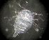  ( - DSB_163)  @11 [ ] Copyright (2016) Pedro Martinez Arbizu German Center for Marine Biodiversity Research