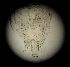  ( - DSB_164)  @11 [ ] Copyright (2016) Pedro Martinez Arbizu German Center for Marine Biodiversity Research