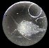  ( - DSB_165)  @11 [ ] Copyright (2016) Pedro Martinez Arbizu German Center for Marine Biodiversity Research