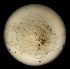  ( - DSB_165)  @11 [ ] Copyright (2016) Pedro Martinez Arbizu German Center for Marine Biodiversity Research