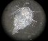  ( - DSB_166)  @11 [ ] Copyright (2016) Pedro Martinez Arbizu German Center for Marine Biodiversity Research