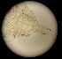  ( - DSB_166)  @11 [ ] Copyright (2016) Pedro Martinez Arbizu German Center for Marine Biodiversity Research