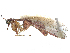  ( - CBG-A58179-H04)  @11 [ ] CreativeCommons - Attribution Share - Alike (2025) CBG Photography Group Centre for Biodiversity Genomics