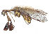  ( - CBG-A58179-H07)  @11 [ ] CreativeCommons - Attribution Share - Alike (2025) CBG Photography Group Centre for Biodiversity Genomics