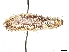  ( - CBG-A58677-A09)  @11 [ ] CreativeCommons - Attribution (2025) CBG Photography Group Centre for Biodiversity Genomics