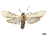  (Lymire albipennis - CBG-A58677-C01)  @11 [ ] CreativeCommons - Attribution (2025) CBG Photography Group Centre for Biodiversity Genomics