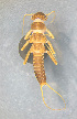  ( - INHS-1523024)  @11 [ ] nrr (2023) Unspecified Illinois Natural History Survey