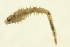  (Terebellides sp. CMC02 - TBLABR-041)  @12 [ ] CreativeCommons - Attribution (2009) Unspecified Centre for Biodiversity Genomics