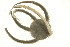  (Ophiura sarsii - TBLABR-089)  @14 [ ] CreativeCommons - Attribution (2009) Unspecified Centre for Biodiversity Genomics