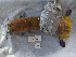  (Hemisquillidae - MTI-SCCWRP-00057)  @13 [ ] CreativeCommons - Attribution Non-Commercial Share-Alike (2009) Cheryl A. Brantley Los Angeles County Sanitation District