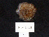  (Pleurobranchaea californica - MTI-SCCWRP-00001)  @11 [ ] CreativeCommons - Attribution Non-Commercial Share-Alike (2009) Cheryl A. Brantley Los Angeles County Sanitation District