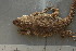  ( - MACN-Bar-Herp-ct 00094)  @12 [ ] Unspecified (default): All Rights Reserved  Unspecified Unspecified