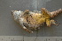  ( - MACN-Bar-Herp-ct 00094)  @12 [ ] Unspecified (default): All Rights Reserved  Unspecified Unspecified