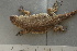  ( - MACN-Bar-Herp-ct 00095)  @12 [ ] Unspecified (default): All Rights Reserved  Unspecified Unspecified