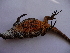  ( - MACN-Bar-Herp-ct 00098)  @12 [ ] Unspecified (default): All Rights Reserved  Unspecified Unspecified