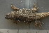  ( - MACN-Bar-Herp-ct 00171)  @12 [ ] Unspecified (default): All Rights Reserved  Unspecified Unspecified
