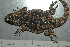  ( - MACN-Bar-Herp-ct 00173)  @11 [ ] Unspecified (default): All Rights Reserved  Unspecified Unspecified