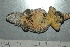  ( - MACN-Bar-Herp-ct 00173)  @11 [ ] Unspecified (default): All Rights Reserved  Unspecified Unspecified