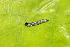  ( - LC00205)  @12 [ ] CreativeCommons  Attribution Share-Alike (2019) M. Volf German Centre for Integrative Biodiversity Research (iDiv) Halle-Jena-Leipzig