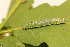  ( - LC00344)  @12 [ ] CreativeCommons  Attribution Share-Alike (2019) M. Volf German Centre for Integrative Biodiversity Research (iDiv) Halle-Jena-Leipzig